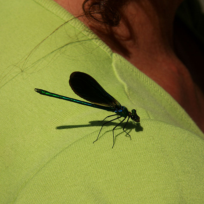 Libellule