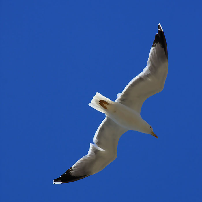 Mouette en plein vol