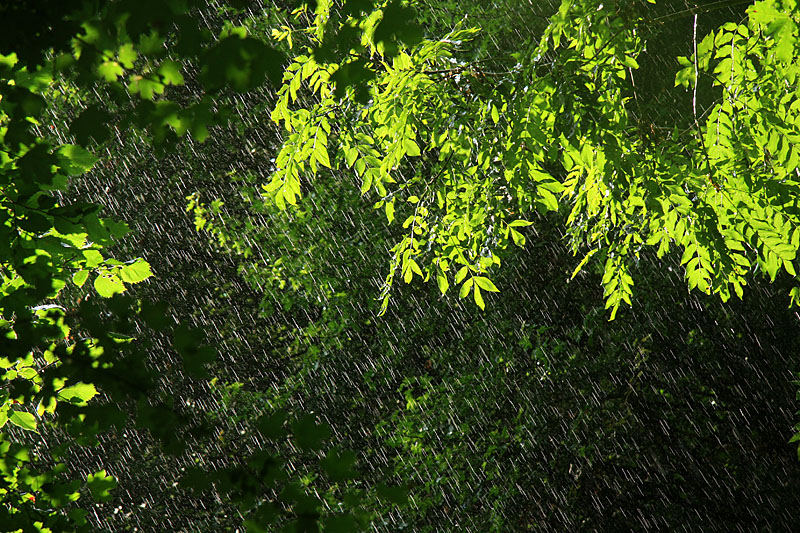 Summer sunny rain