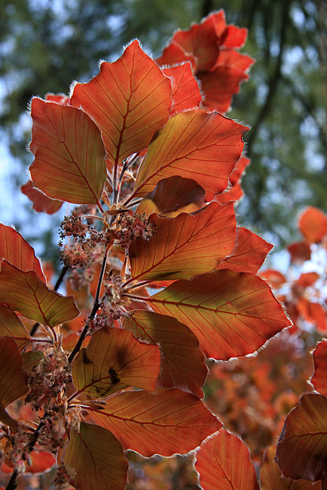 Red leaves