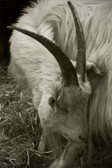 Les belles cornes