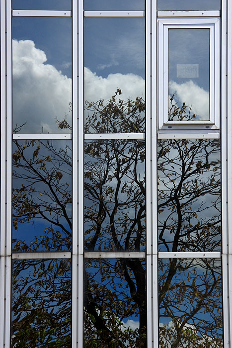 Arbre en cage