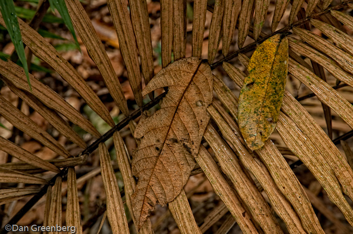 Dead Leaves on Dead Leaf