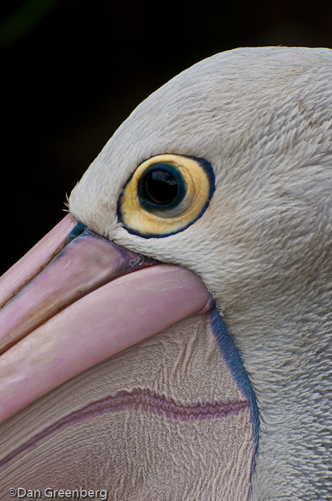 Australian Pelican Close Up