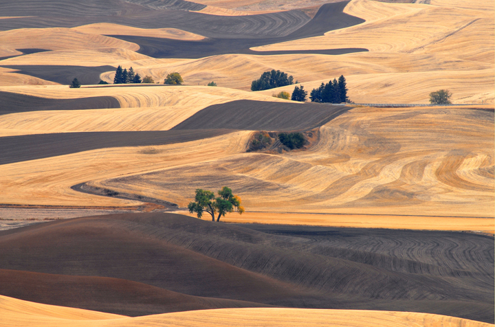 Palouse County, Washington