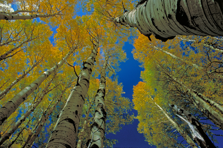 Aspens, Kaibab National Forest, Virginia