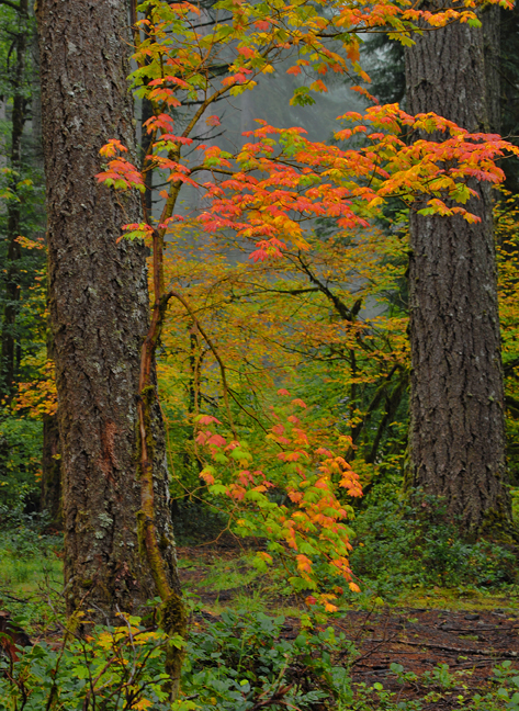 Silver Falls State Park, Oregon