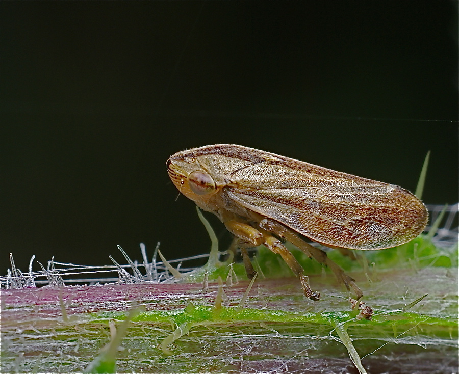 Bruine cicade