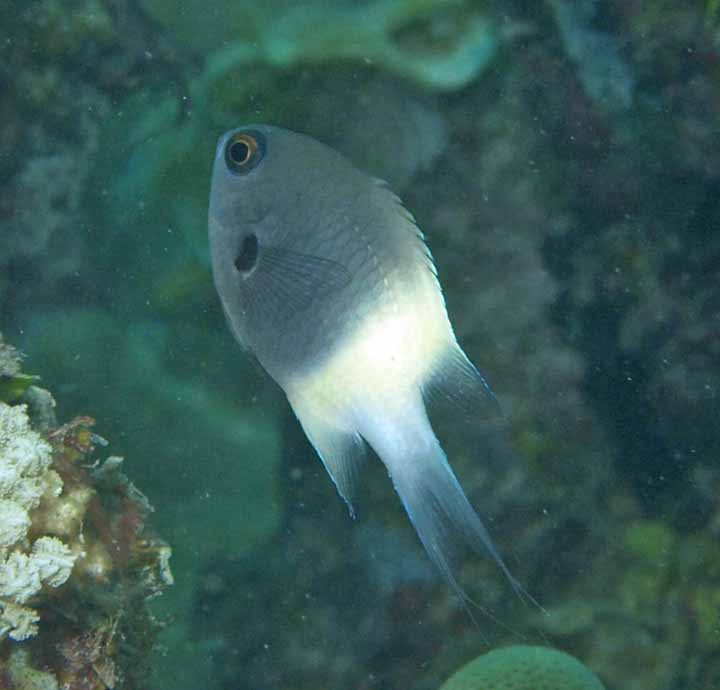 Chromis choc dip - Chromis dimidiata D167 K143