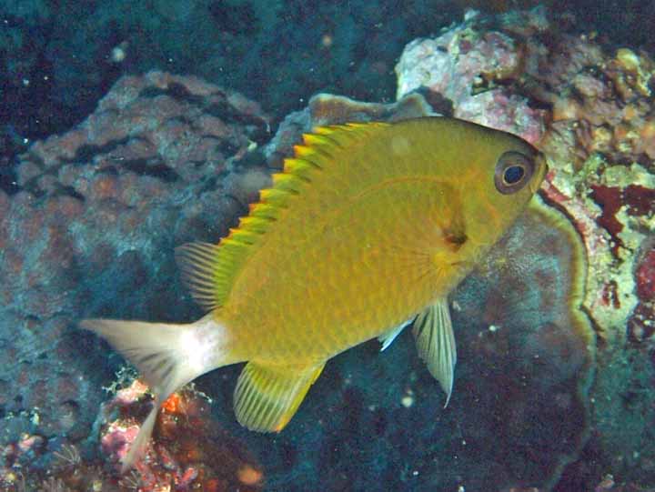 Chromis pemba - Chromis pembae K143