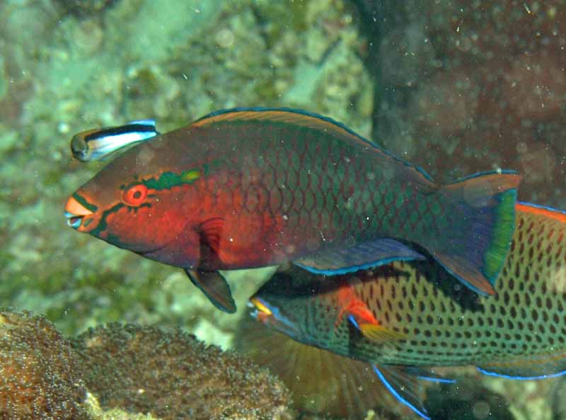 Parrot dusky male - Scarus niger K185