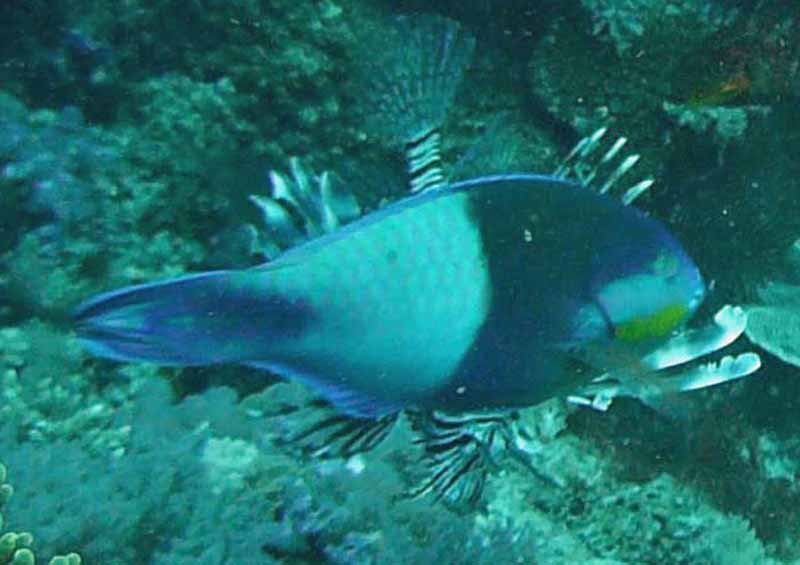 Parrot eclipse - Scarus russelii K186
