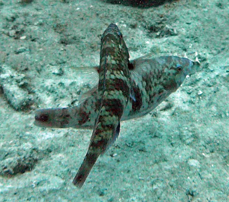 Parrot eclipse semi-adult - Scarus russelii K186