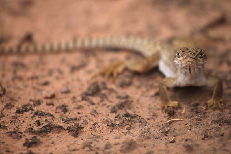 Arches - Lizard1