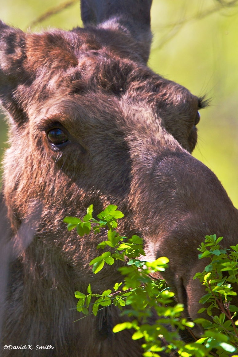 Moose at NWR