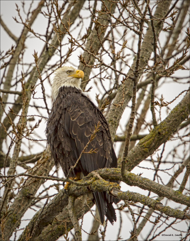 Seasons first eagle, Medical Lake