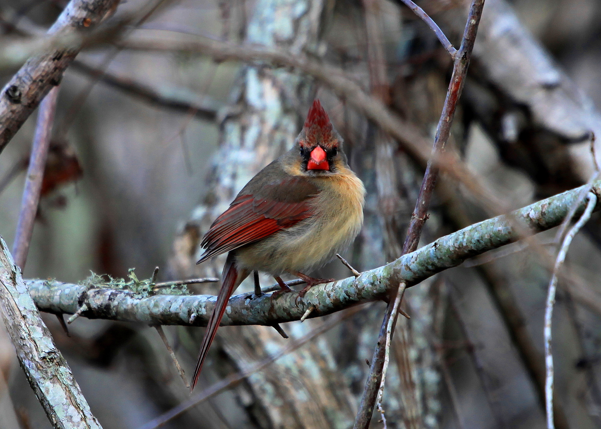 Cardinal