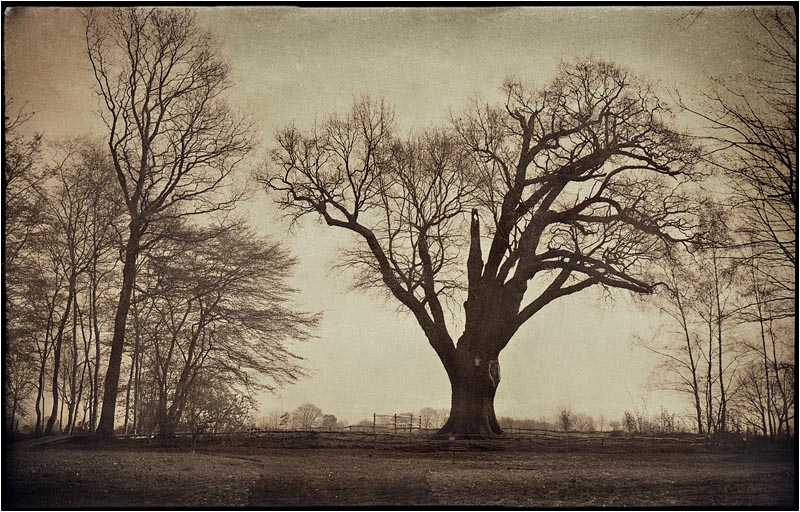 The 1000 year old Oak