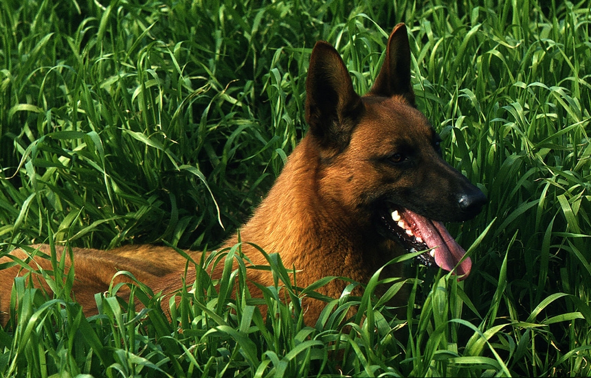 Rex