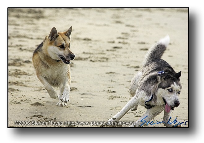 Dog Beach : Tag