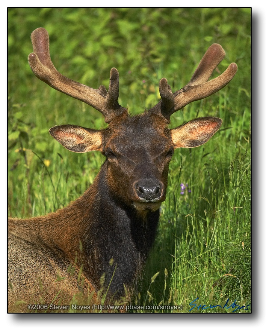California : Close up of Elk