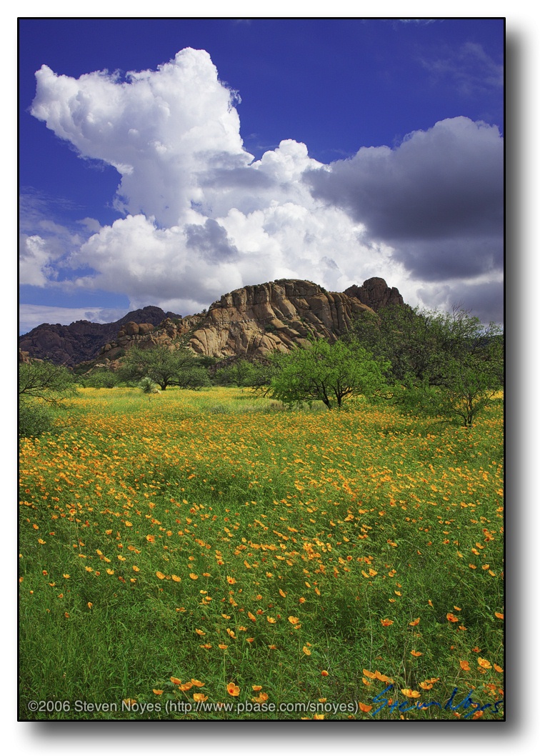 Field of Poppies (Kallstroemia Grandiflora) : Arizona