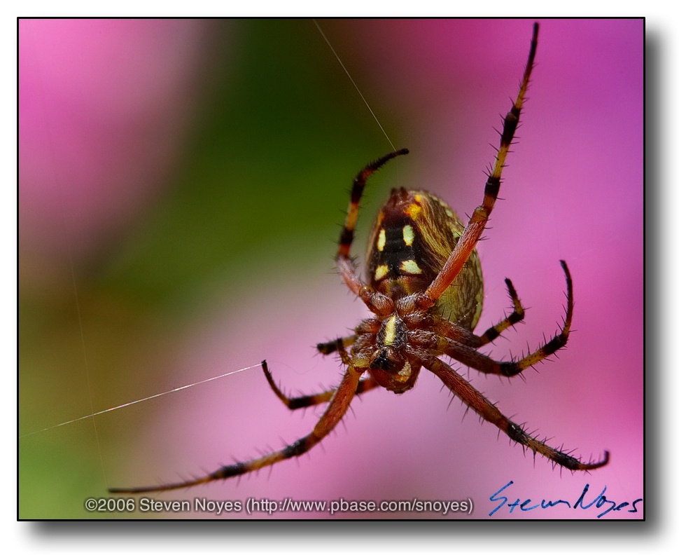 Orb Weaver : Long Beach