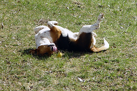 Nothing Like A Good Roll