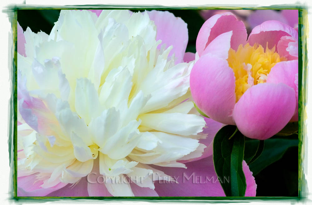 Peonies #2