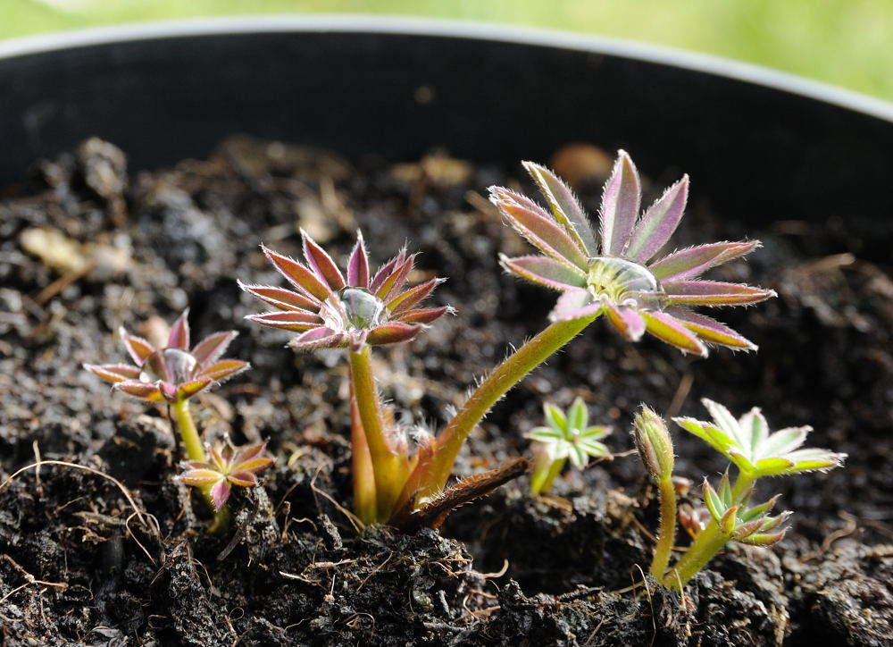 2895 Lupin seedlings.jpg