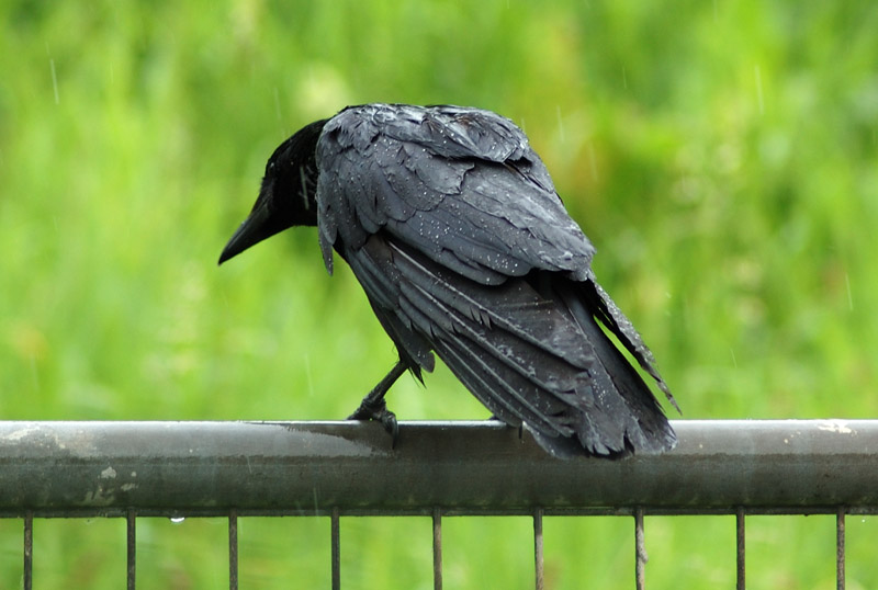 Crow - 180mm.jpg