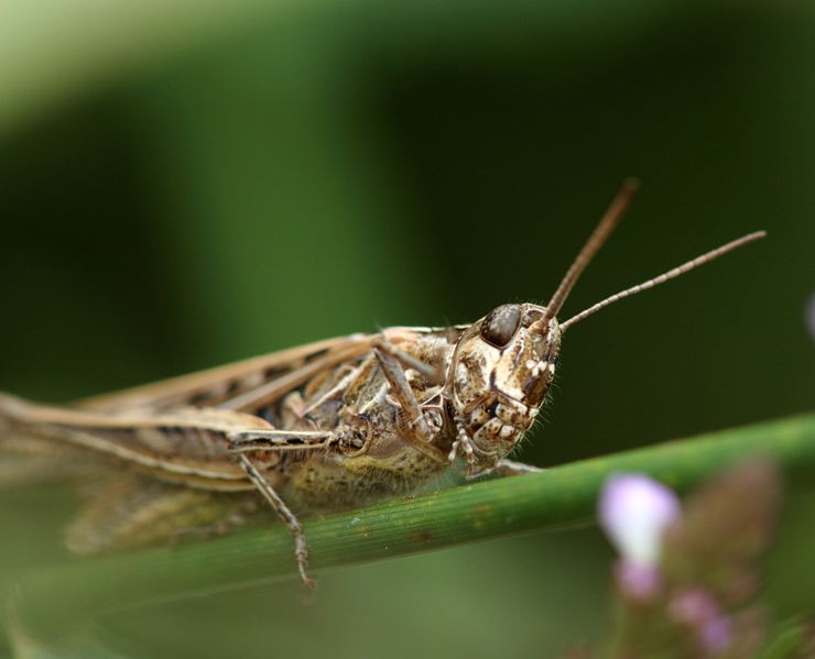 2758-Grasshopper-4.jpg