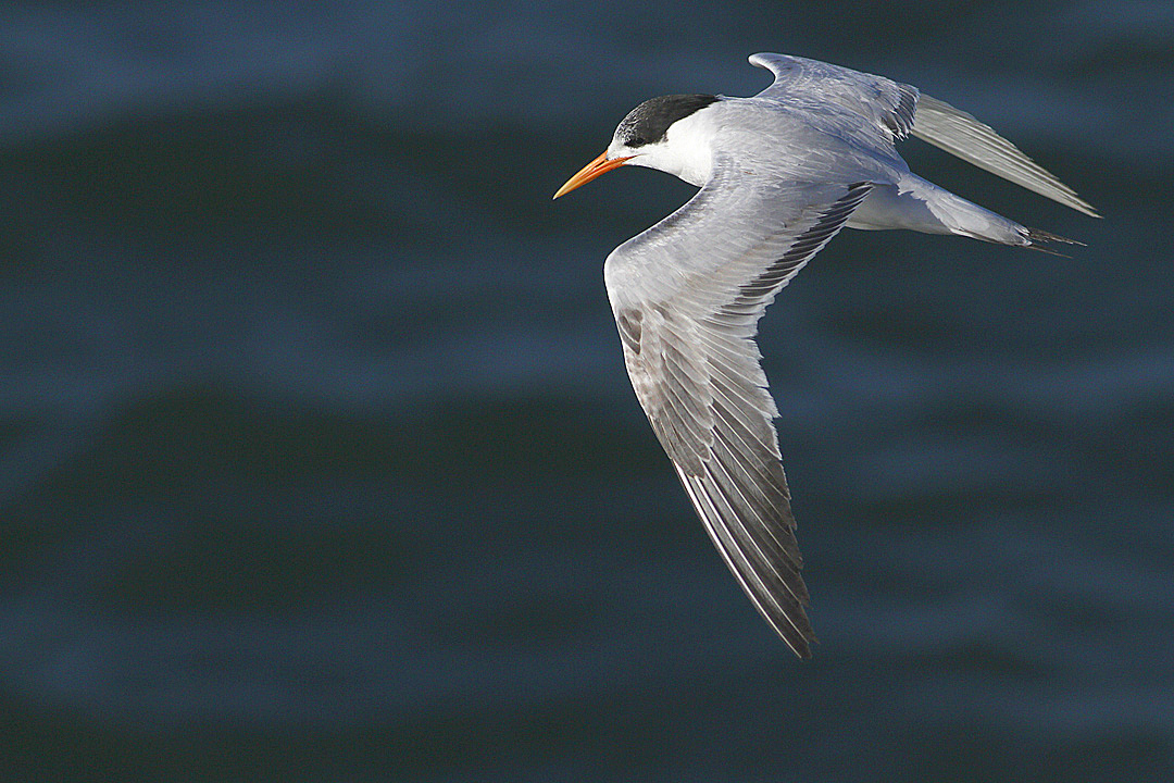 IMG_0810 terns.jpg
