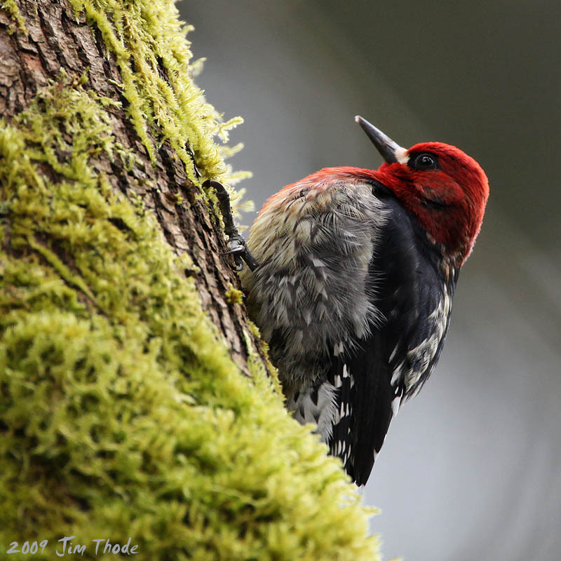Red-breasted Sapsucker