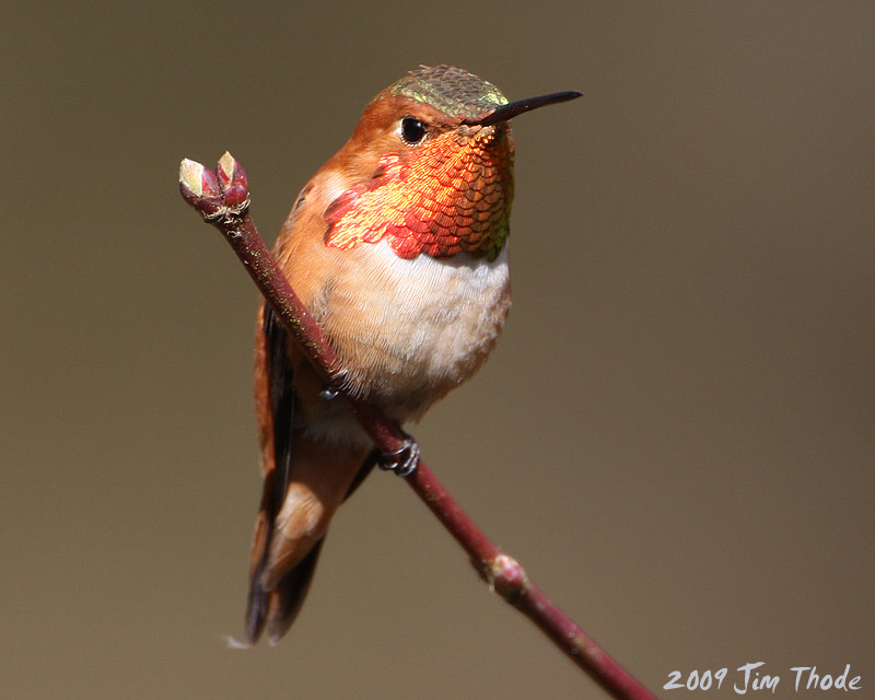 Rufous Hummingbird