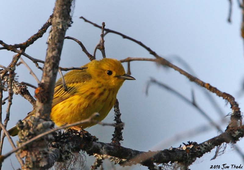 Yellow Warbler