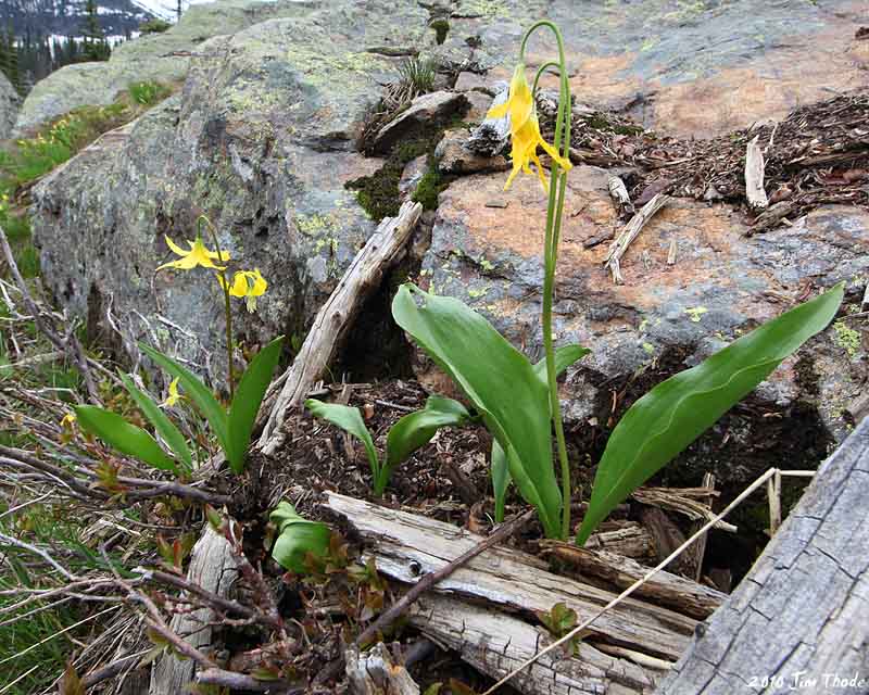 Near Caribou Lake