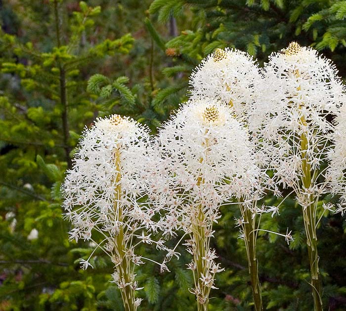 Bear Grass flowers           IMG_4697a.jpg