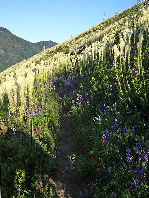 Goat Mtn Trail with bear grass