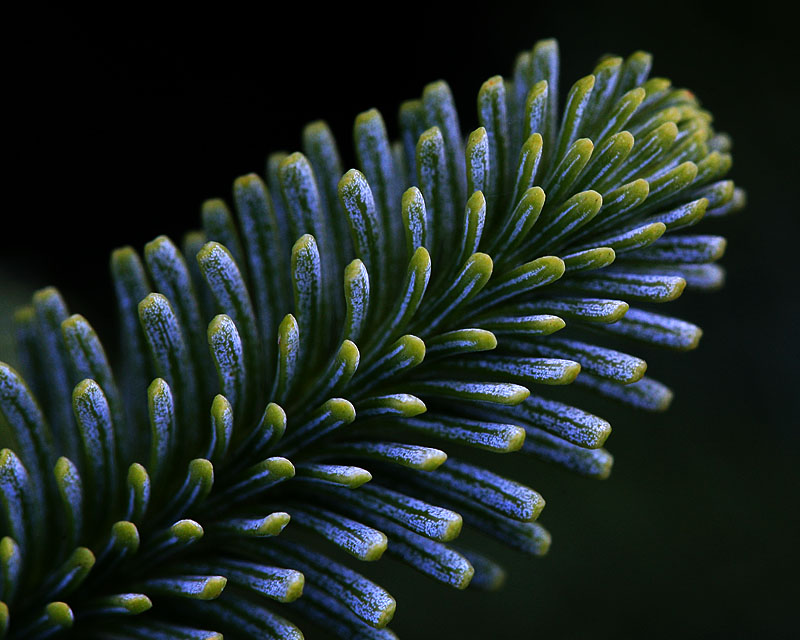 Noble Macro               IMG_5469a.jpg