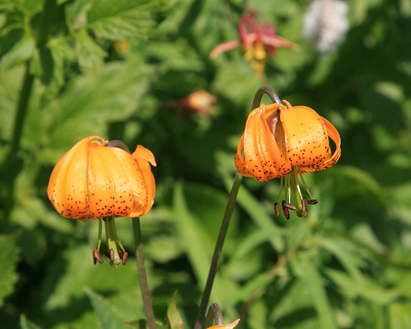 Wild flowers