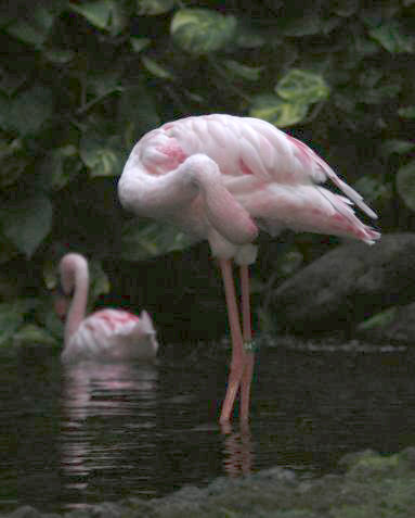 Flamingos in the Lobby!