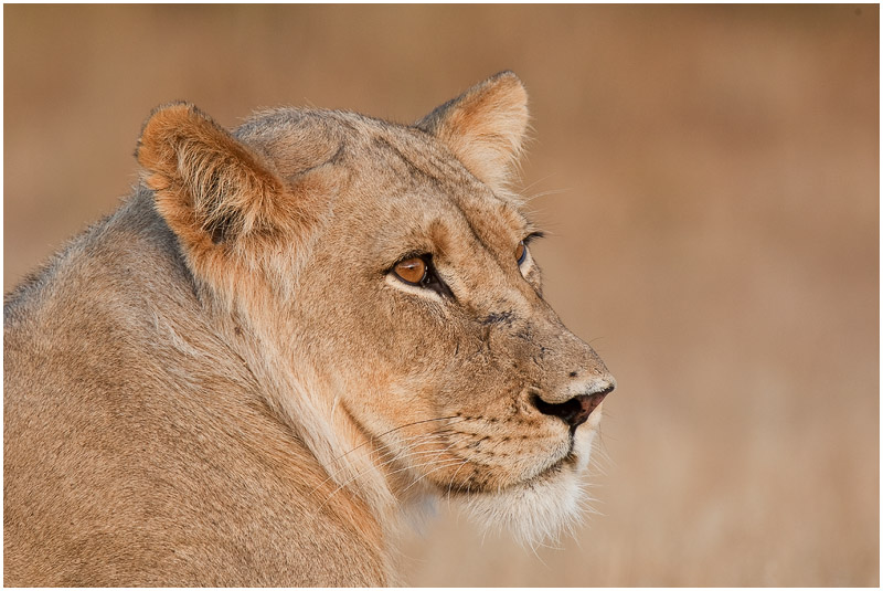 Lion in perfect light