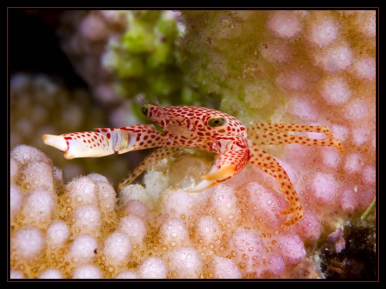 Crab climbing the coral