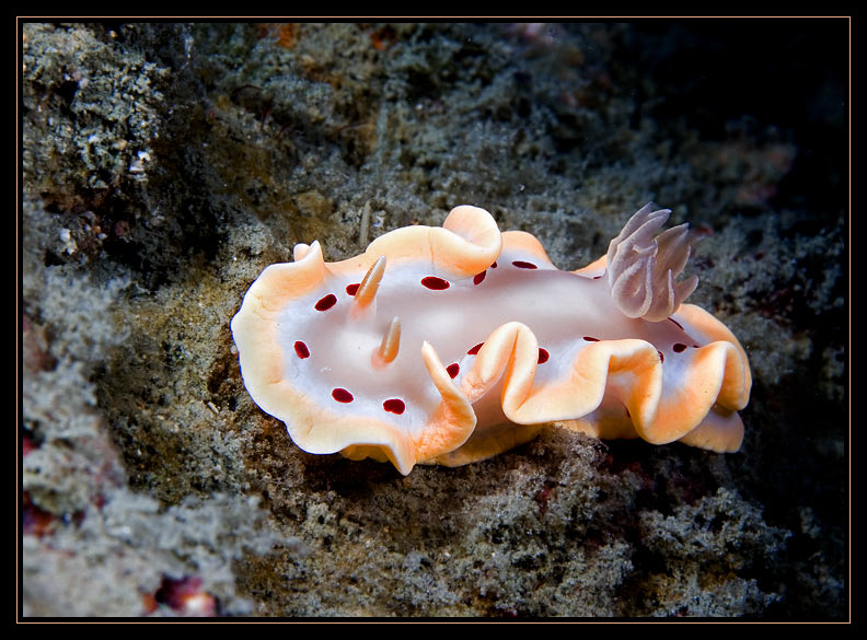 Red Spot Chromodoros/Glossodoris cruenta