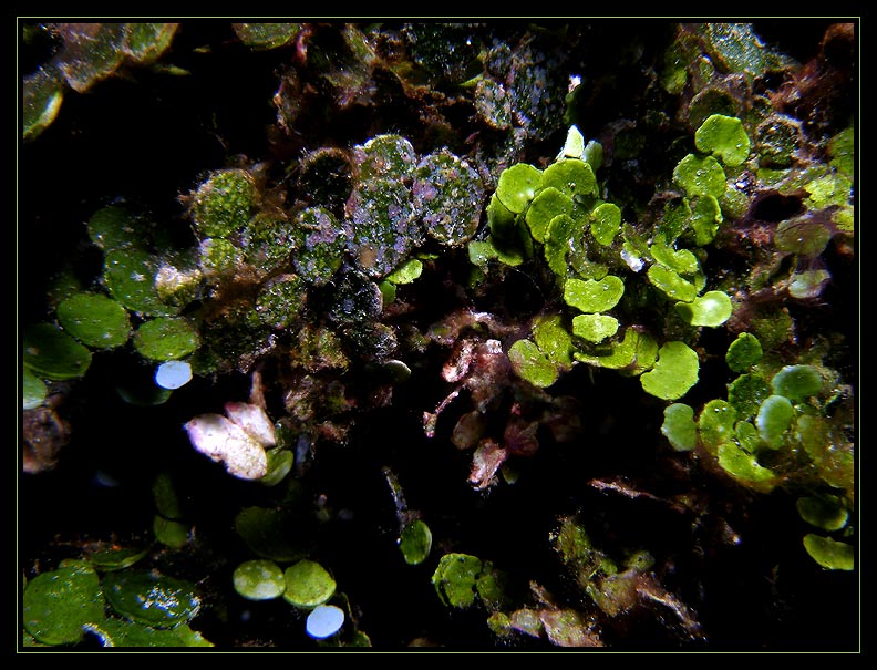 Algae that was consuming some of the reefs