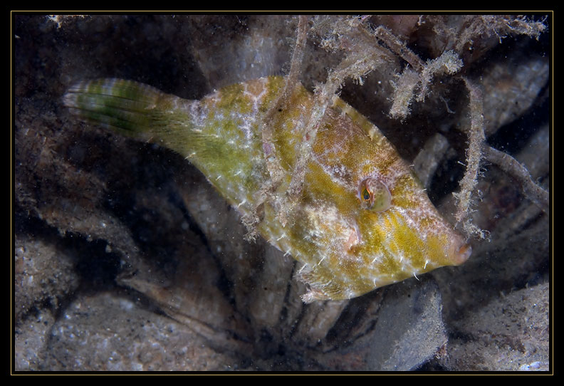 Filefish