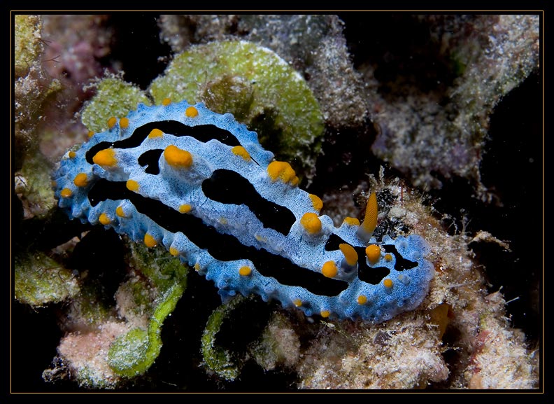 Fryeria picta Nudibranch