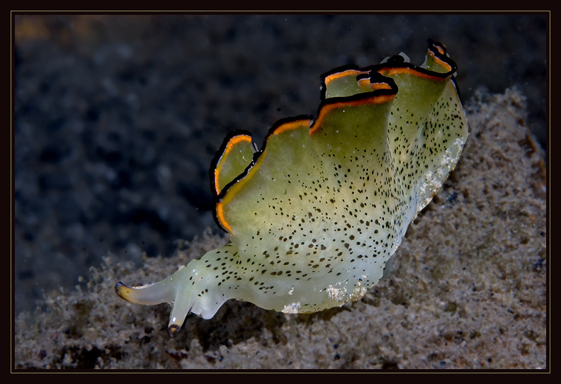 Ornate Elysia Sea Slug