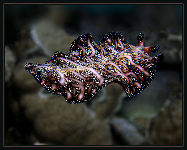 Pseudoceros bedfordi, Magic Carpet Ride, vibrantly colored flatworm by Susie